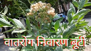 रास्ना Pluchea lanceolata की पहचानबेशकीमती दुर्लभ बूटी [upl. by Erdnassak]