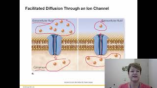 BIOL 1406 Chapter 5 Part 2 [upl. by Aw337]