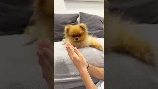 Funny reaction🦁😱 pomeranian puppy pet [upl. by Nireves]