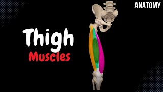 Muscles of the Thigh Division Origin Insertion Function [upl. by Enaywd]