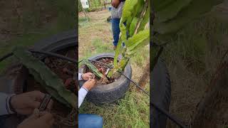 como rescatar una planta de pitahaya sin raíz en producion plantas pitahaya agricultura [upl. by Ydnir]