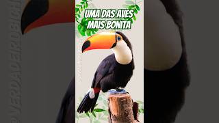 Tucanos são as aves mais estilosas da natureza Descubra 😎✨ animais aves natureza [upl. by Ches]