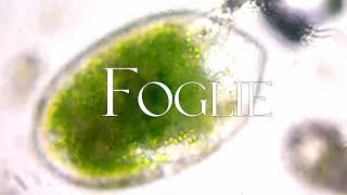 Foglie [upl. by Ltney638]