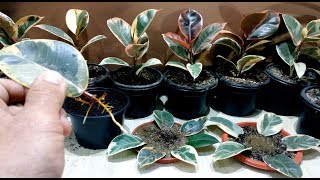 How to grow Ficus Elastica from single leaf [upl. by Amathiste]