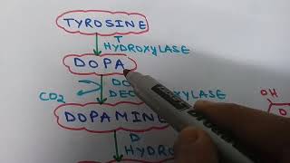 SYNTHESIS OF CATECHOLAMINE NOR EPINEPHRINE AND DOPAMINE FROM TYROSINE [upl. by Aneeram]