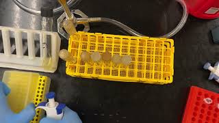 How to titer a phage lysate [upl. by Creamer]