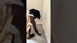 FROG 🐸GETS IN HOMEOWNER HOME AND THIS HAPPENS 😱 daghettofamily funny shortvideo [upl. by Oidualc874]