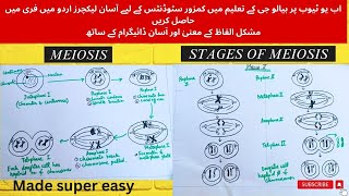 Phases of MeiosisMade super easy Meiosiscell division complete detail in urdu9th classMDCAT [upl. by Sophey73]