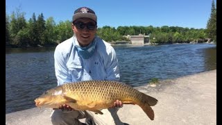 Carp Fishing River Dams Peterborough Kawartha Ontario [upl. by Eldoria15]