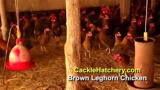 Brown Leghorn Chicken Breed Breeder Flock  Cackle Hatchery [upl. by Alym]