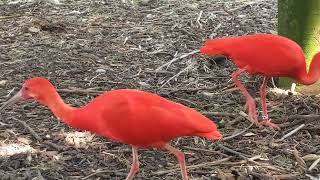 Its A Mini Flamingo Scarlet Ibis Birds  London Zoo 2021 Bird Safari [upl. by Narual]