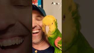 Cutest Parrots in Action shortsyoutube shortfeed youtubeshorts [upl. by Geneva]