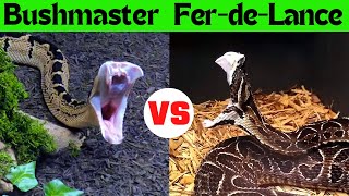 The Ultimate Snake Showdown FerdeLance vs Bushmaster [upl. by Nylednarb]