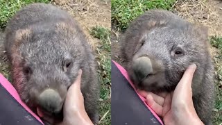 Adorable Wombats Playing [upl. by Wootten]