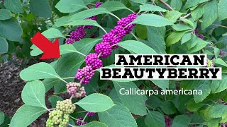 GROWING AMERICAN BEAUTYBERRY NATIVE PLANT [upl. by Mcgruter]