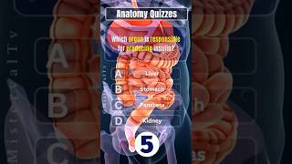 Basic Human Anatomy Quiz For Beginners PT08 anatomyquiz generalknowledgequiz education [upl. by Oilerua]