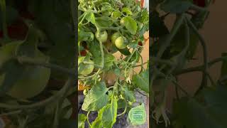 PureLines Easy Balcony Tomatoes Donna Orange F1 Growing Guide Great for Beginners gardening [upl. by Eddi]