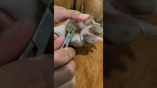 Hyperkeratosis on dog’s paw short Please subscribe Thanks 🙏 [upl. by Lurline]