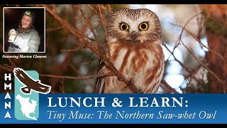 HMANA Lunch amp Learn Series The Northern Saw whet Owl [upl. by Eboj]