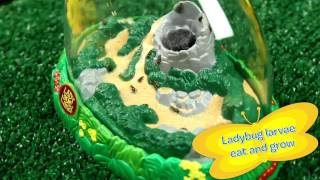 Grow Ladybugs at Home  Ladybug Land  Insect Lore [upl. by Virg]