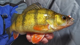 Ice Fishing JUMBO PERCH  South Dakota Timber Tigers  Jason Mitchell Outdoors [upl. by Alehtse]