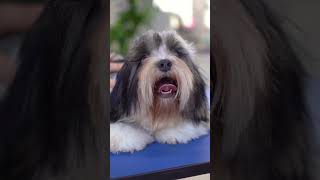 transformation of a Lhasa apso with baby grooming [upl. by Olimreh]