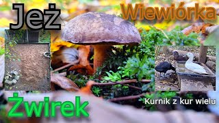 Sposób na błoto w kurniku 🪨 Pedicure dla kur🐔 i kaczek 🦆 [upl. by Deryl517]