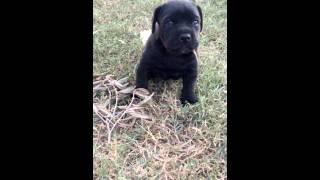 Angry cane corso puppy doesnt like people [upl. by Narruc]