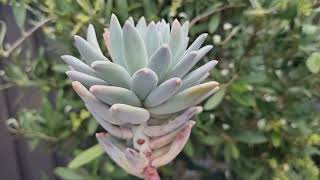 Pachyphytum Compactum [upl. by Larkin]