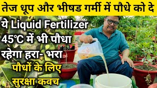 तेज धूप और भीषड गर्मी में पौधे को कैसे बचाये  How to protect plants from heat  organic fertilizer [upl. by Eldnar]