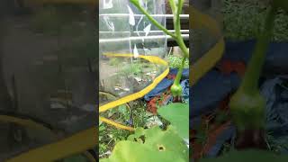 talong vegetables shortvideo shortvideo [upl. by Dunseath358]