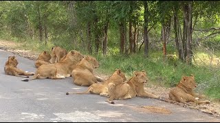 South Africa Krugerpark incl The Big Five [upl. by Enimrej]