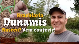 Brachiaria Dunamis  Será que nasceu a semente Vd 62 [upl. by Charity]