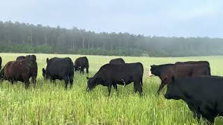 Steers grazing at Blackville [upl. by Dahsraf]