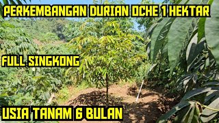 PERKEMBANGAN KEBUN DURIAN OCHE 1 HEKTAR ‼️ WASPADA AWAL KEMARAU BANYAK YG TERLENA TELAT AIR 💯✅️ [upl. by Britton885]