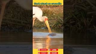 Stork attack on crocodile 🐊 animals wildanimal shortsviral [upl. by Suirred]