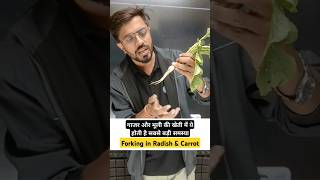 Forking in Radish amp Carrot  गाजर और मूली की खेती में ये होती है सबसे बड़ी समस्या [upl. by Claybourne543]