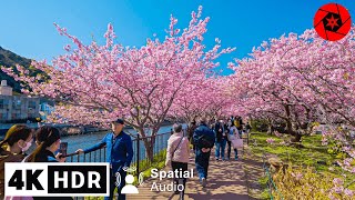 Shillong Cherry Blossom Festival 2024  Details Video Venue Artists Tickets amp Price 🌸 youtube [upl. by Steffie]