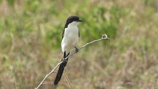 Lanius Cabanisi  alcaudón colilargo  Long tailed Fiscal [upl. by Oberon]