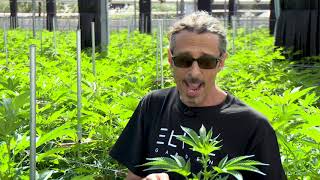 Cannabis Trimming Training amp Pruning Kyle Kushman  Green Flower Cannabis Cultivation Course [upl. by Ahsinar]