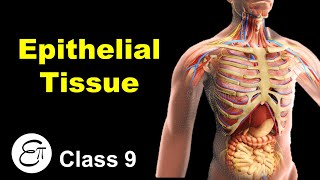 Epithelial Tissue and its Types  Animal Tissues Part 2  in Hindi for Class 9 [upl. by Margreta]