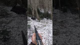 🐗 hunting chasse охота wildboar caccia hog [upl. by Adlez]