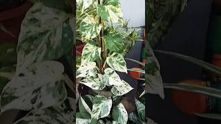 Money plant care 🌱☘️🌿💕plants tips gardening moneyplant garden [upl. by Manuela]