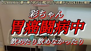 彩ちゃん胃癌闘病中 飲めたり飲めなかったり [upl. by Gasperoni]