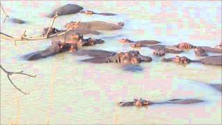 Hippos fighting for space in South Luangwa river [upl. by Skutchan32]