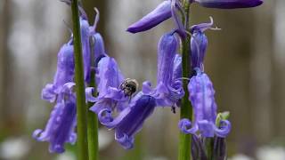 Hallerbos 9 april 2018 [upl. by Jaime]