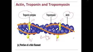 Muscle Actin Myosin Tropomyosin Troponin interaction for contraction [upl. by Okeim405]