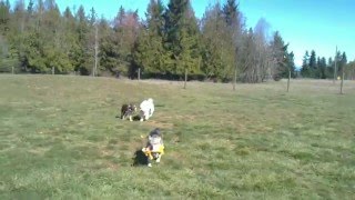 Italian Greyhound runs laps at Qualicum Beach dog park being chased [upl. by Garcon]