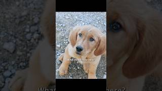 Puppies who are curious about the worldshorts viralvideo [upl. by Naoma54]