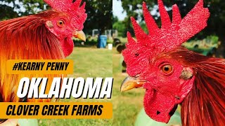 OKLAHOMA 💯‼️ Kearny Penny Clover Creek Farms  Beautiful Birds Farm Visit 🇺🇸 [upl. by Garlaand529]